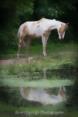 Choctaw Horse Mill Swamp Indian Horses Gwaltney Frontier Farm