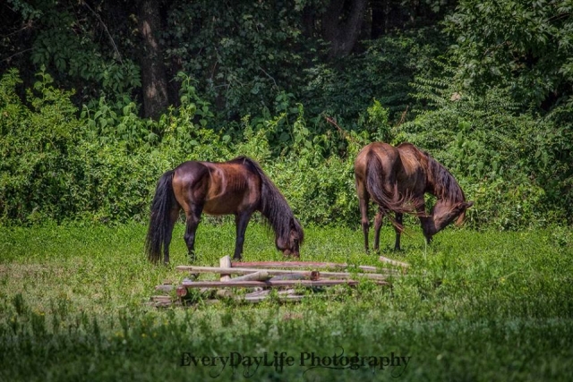 Shackleford Banks Banker Horse Stallion, Wanchese at Mill Swamp Indian Horses