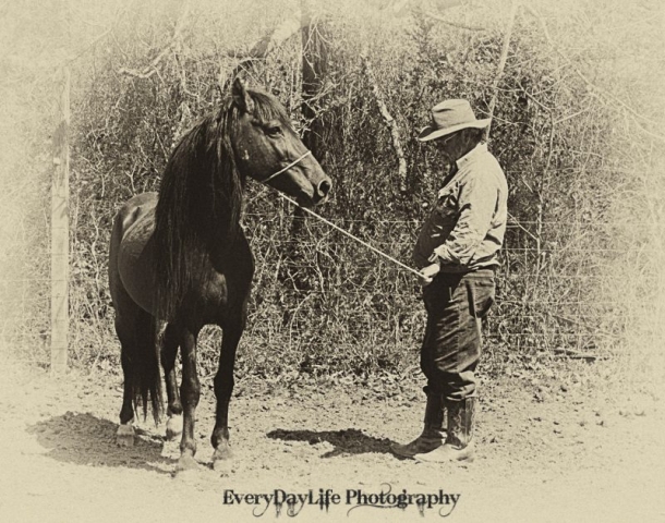 Corolla Stallion Tradewind and Steve Edwards Mill Swamp Indian Horses