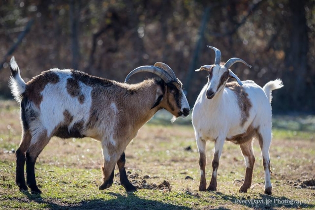 Baylis Spanish Goats at Gwaltney Frontier Farm Mill Swamp Indian Horses