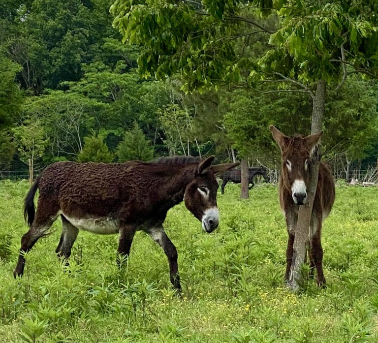 Mammoth Donkeys at Mill Swamp Indian Horses